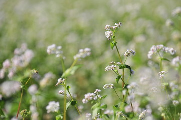 Wall Mural - a buckwheat flower garden