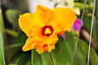 Enhanced Picture of Beautiful Orchid Cattleya Lorraine Shirai