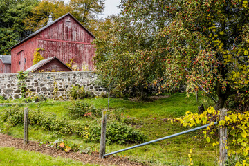Wall Mural - A small red dairy barn behind a stone fence with a farm garden and apple tree in the foreground in early autumn.