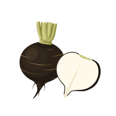 Wall Mural - Vector illustration, black radish isolated on white background.