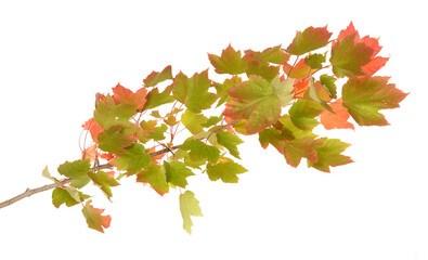 Wall Mural - Orange  autumn leaves