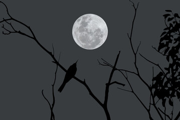 Wall Mural - Full moon with bird on tree branch in the night.