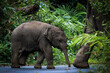 The family of elephant in the Thailand Khao Yai national park. Forest from animals. Elephants baby feeding on the road in the forest of Thailand. wildlife of national park.