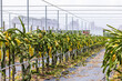 Dragon fruit farm in greenhouse