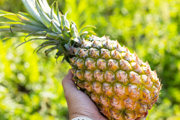 Poster - Hold with pineapple harvest under sunlight