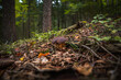 Nahaufnahme Maronen-Röhrling im Bayerischen Wald. Dunkler Hintergrund. Wilde Pilze, die im Wald wachsen.