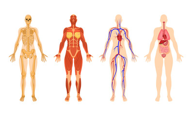 Organ systems of human body with vector illustrations set. Woman body structure, muscular system, circulatory system with arteries and veins, skeleton on white background. Anatomy, biology concept