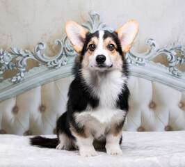 Fototapete - corgi puppy 5 months old dog lies on the bed