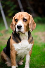 funny beagle dog is sad in nature in summer