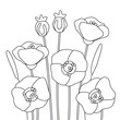 vector poppy flowers medow coloring page outline wildflowers contour field bloom 