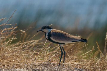 Canvas Print - Spur-winged Lapwing (Vanellus spinosus) perched in dry grass