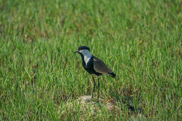 Wall Mural - Spur-winged Lapwing (Vanellus spinosus) perching on grass