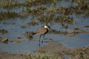 Wall Mural - Genç birey balçık alanda yürüyor Spur-winged Lapwing (Vanellus spinosus)