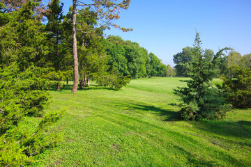 View of the green forest and a clearing with juicy bright grass.
