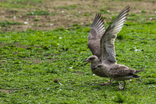 Seagulls Young On The Grass