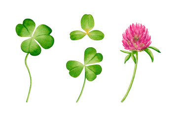 Watercolor set of clover flower and leaves.  Hand drawn illustration isolated on a white background