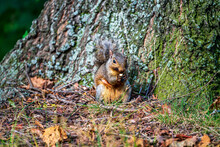 Squirrel Eating On A Nut In The Park At The Base Of A Tree