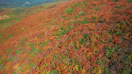 Wall Mural - 紅葉の栗駒山を空撮