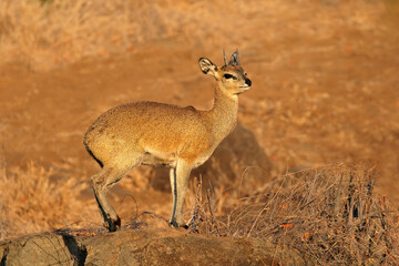 Wall Mural - a small klipspringer antelope (oreotragus oreotragus) on a rock, kruger national park, south africa.