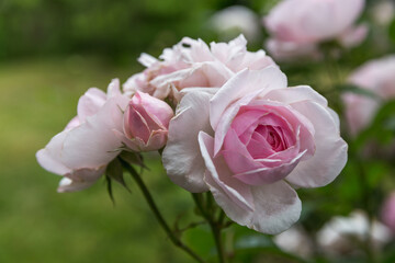 Wall Mural - wonderful clusters with very elegant buds and flower rose. the blooms are a lovely glowing mid pink 