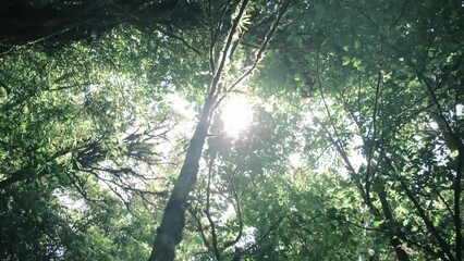 Wall Mural - Looking up through the treetops in a rainforest 2