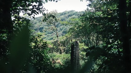 Wall Mural - View through the trees in a rainforest in Costa Rica