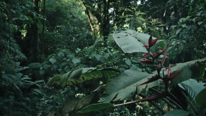 Wall Mural - A red plant in a rainforest in Costa Rica