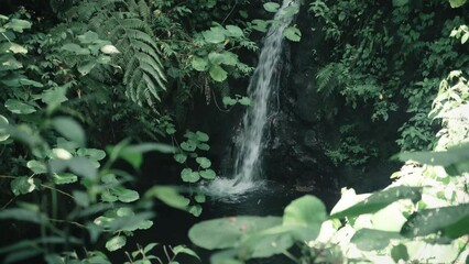 Wall Mural - A small waterfall spills into a pond in a rainforest 1