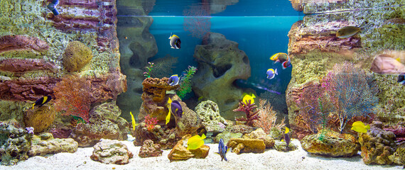 Wall Mural - Panoramic aquarium with tropical fish and corals