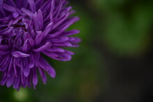 Purple Aster Flower Close-up, Part Of Aster Flower, School Autumn Flowers On Green Background, Natural Texture, Photo From Above, Web Banner, Web Card, Aster Flower Close-up, Thin Petals Close-up