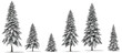 needle tree conifer pine tree winter snow 6