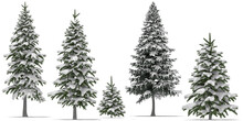 Needle Tree Conifer Pine Tree Winter Snow 4