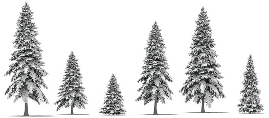 needle tree conifer pine tree winter snow 6