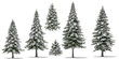 needle tree conifer pine tree winter snow 5