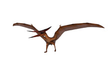 Pteranodon Dinosaur Walking With Wings Spread. 3D Illustration Isolated.