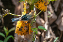 Beautiful And Graceful Male Yellow Tanager Bird In Papaya Tree