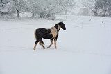 Fototapeta  - A horse stands in the pasture when it snows