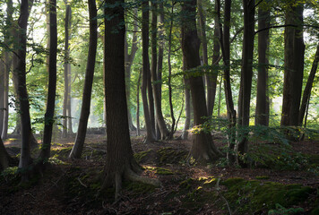 Wall Mural - sunlight in a forest on a sonny morning.