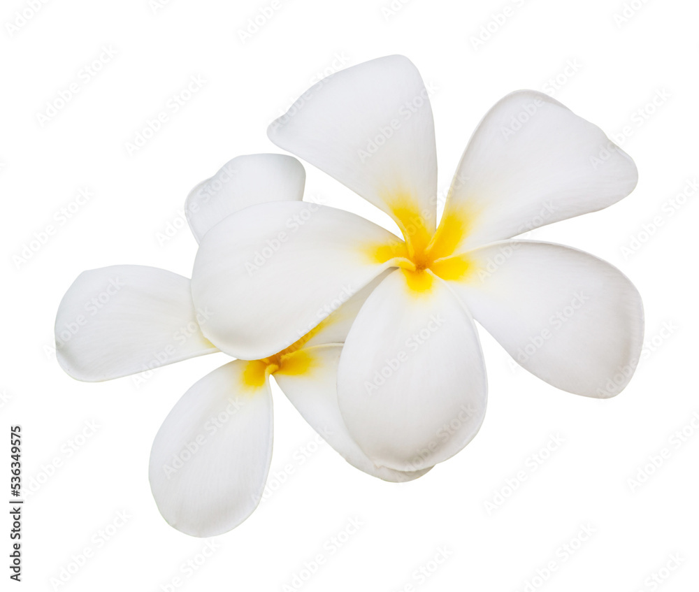 frangipani flower isolate and save as to PNG file Stock Photo | Adobe Stock