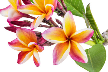 frangipani flower isolate and save as to PNG file