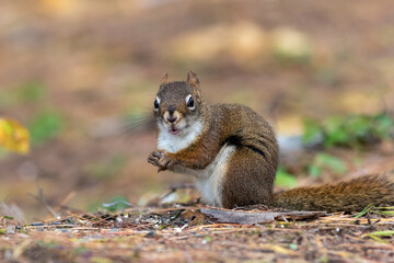 Poster - American Red Squirrel, Tamiasciurus hudsonicus, closeup in fall facing camera mouth open slightly