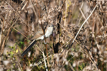 Wall Mural - Black billed Cuckoo perched in tall grass of a fall meadow eating caterpillars