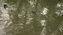 Baby Coot Birds In English Canal With Mother In Water With Ripple