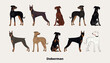 Medium-large breed, Dobermann dog pedigree drawing. Cute dog characters in various poses, designs for prints adorable and cute doberman cartoon vector set, in different poses. All popular colors.