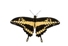 Giant Swallowtail Butterfly (Papilio Cresphontes) Photo, On A Transparent Background