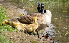 Canadian Geese And Goslings At A Pond In Pine Mountain Georgia.