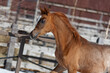 Young pretty arabian horse foal on natural background, portrait in motion closeup