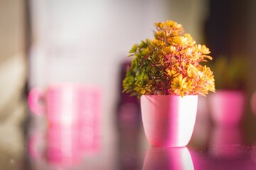 White flower pot with pink shadow, on the table