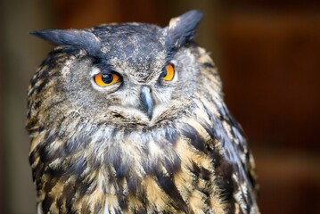 Wall Mural - Closeup of Eurasian eagle-owl staring around with orange eyes