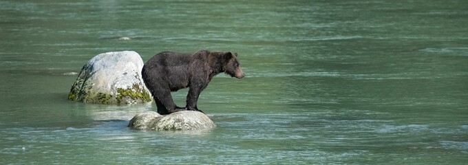 Wall Mural - A grizzly in the river in Alaska